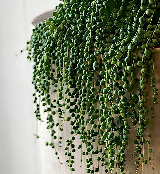 Dekorasyonda Sukulent Kullanımı Önerileri