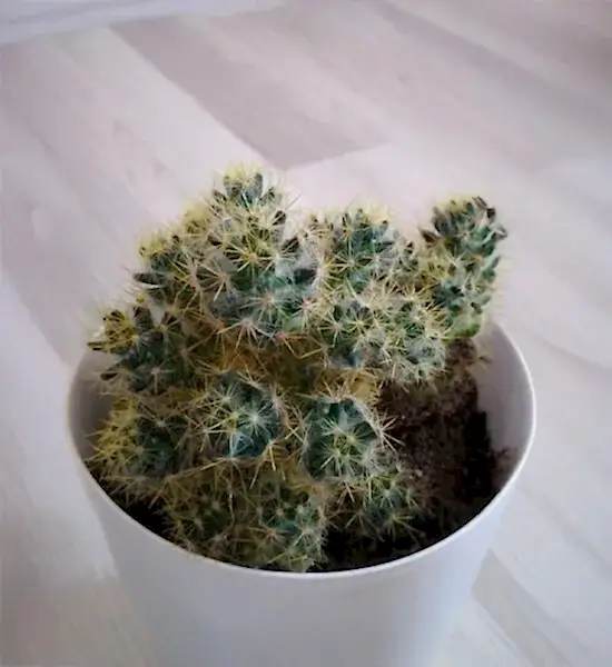 Dekorasyonda Kaktüs Kullanımı