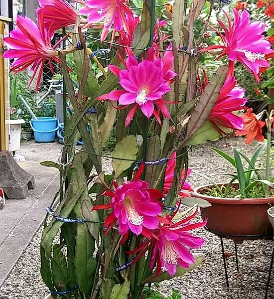 Dekorasyonda Kaktüs Kullanımı