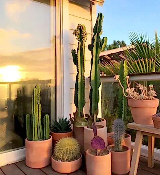 Dekorasyonda Kaktüs Kullanımı