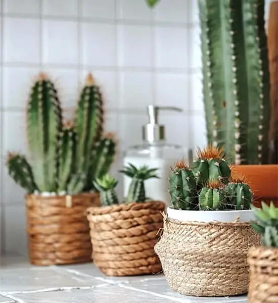 Dekorasyonda Kaktüs Kullanımı