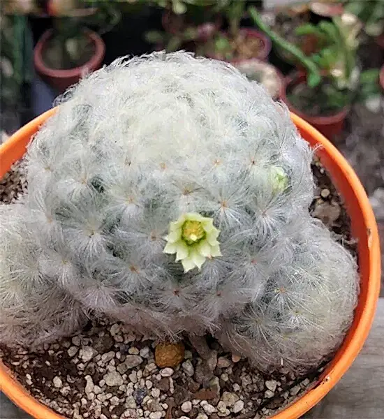 Dekorasyonda Kaktüs Kullanımı