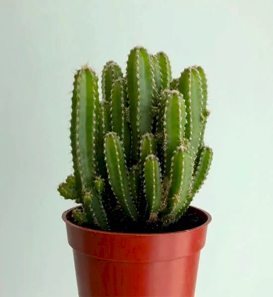 Dekorasyonda Kaktüs Kullanımı