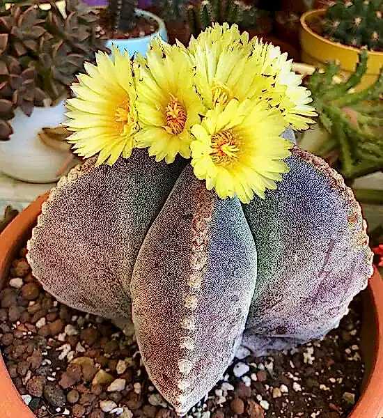 Dekorasyonda Kaktüs Kullanımı