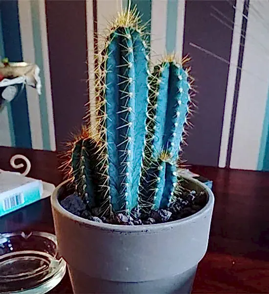 Dekorasyonda Kaktüs Kullanımı