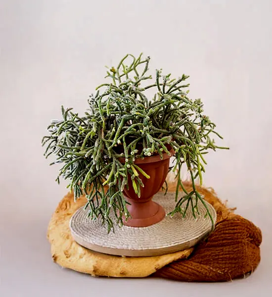 Dekorasyonda Kaktüs Kullanımı