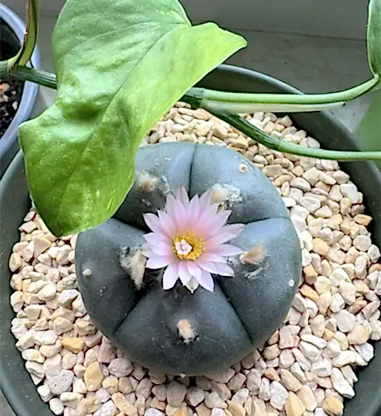 Peyote Kaktüsü