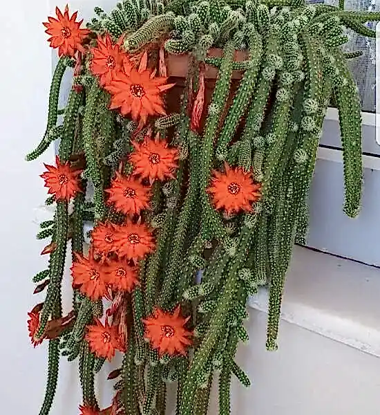 Dekorasyonda Kaktüs Kullanımı