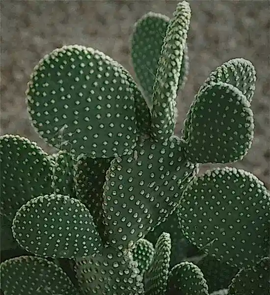 Dekorasyonda Kaktüs Kullanımı