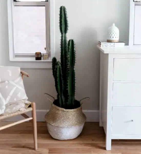 Dekorasyonda Kaktüs Kullanımı