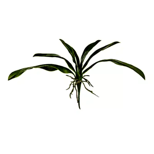 Orchid Leaf (34 CM)