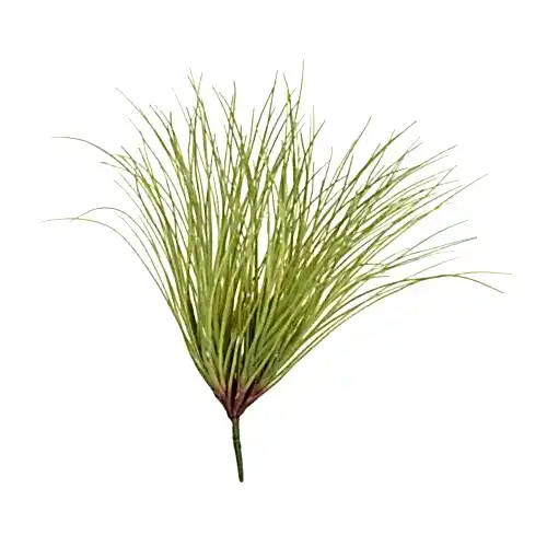Grass Onion Bush (50 CM)