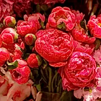 Şakayık Çiçeğinin Anlamı Nedir? Özellikleri Nelerdir?