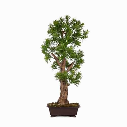 Yapay Saksılı Podocarpus Bonsai Ağaç (85 CM)