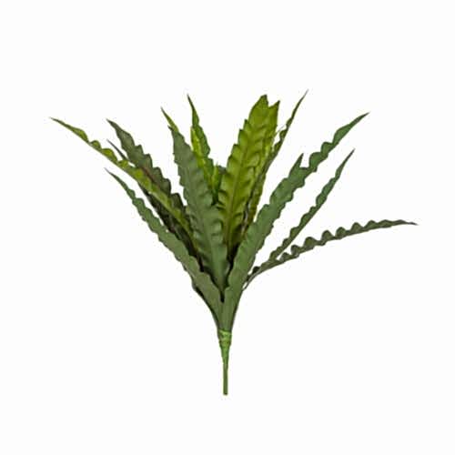 Asplenium Bush (46 CM)