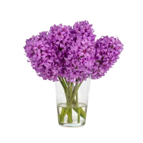 Jelli Lavender Sümbül Aranjman (38 CM)