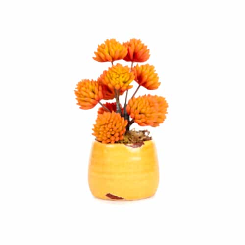 Mini Sukkulent Aranjman (20 CM)