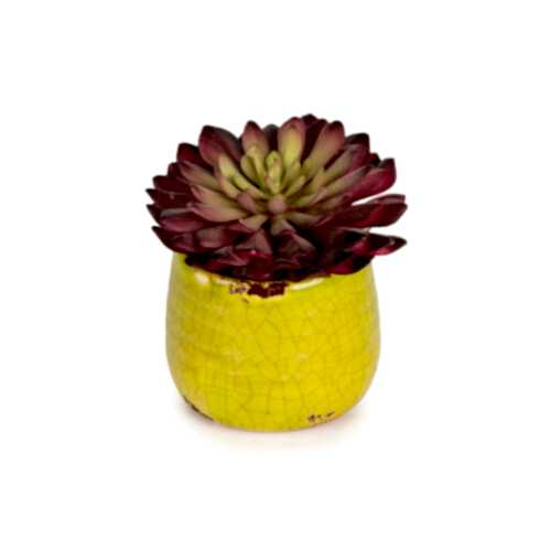 Mini Sukkulent Aranjman (10 CM)