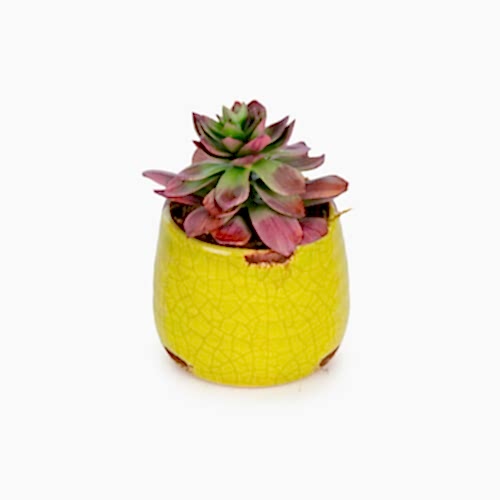 Mini Sukkulent Aranjman (10 CM)