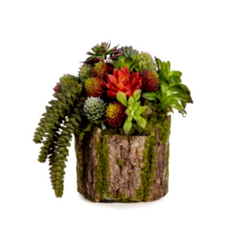 Kütük Sukkulent Aranjman (20 CM)