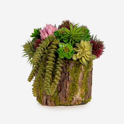 Kütük Sukkulent Aranjman (20 CM)