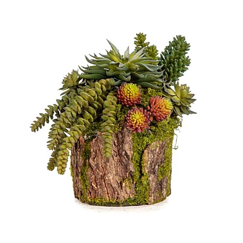 Kütük Sukkulent Aranjman (20 CM)