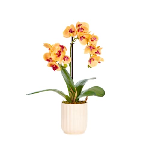 Islak Dokulu Sarı Orkide Aranjman (40 CM)