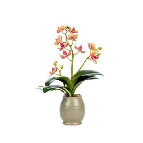 Islak Dokulu Mauve Orkide Aranjman (33 CM)
