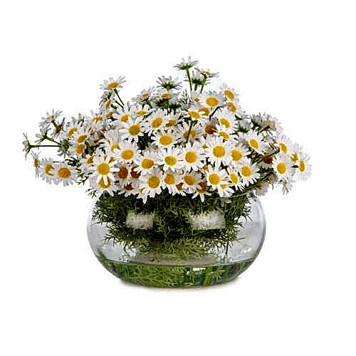 Jelli Cam Vazoda Papatya Aranjman (25 CM)