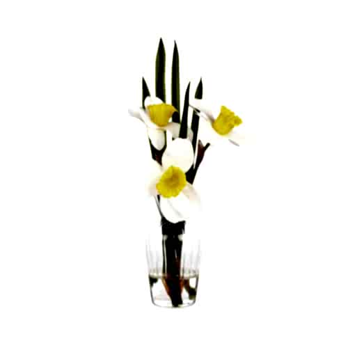 Jelli Cam Vazoda Islak Dokulu İri Nergis Aranjman (34 CM)