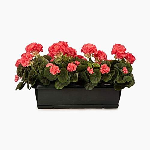 Balkon Saksısı Coral Sardunya Aranjman (70 CM)