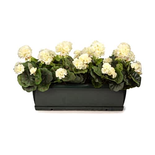 Balkon Saksısı Krem Sardunya Aranjman (70 CM)