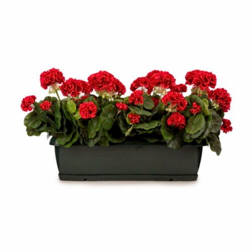 Balkon Saksısı Fuşya Sardunya Aranjman (70 CM)