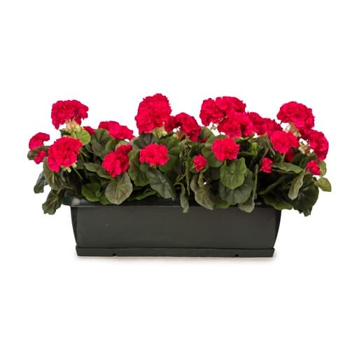 Balkon Saksısı Kırmızı Sardunya Aranjman (70 CM)