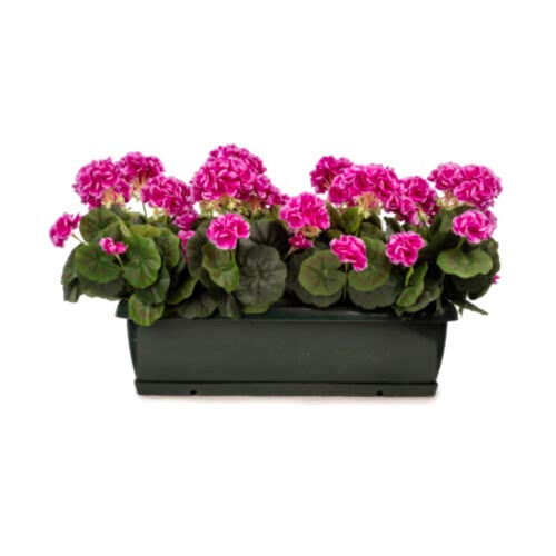 Balkon Saksısı Mor Sardunya Aranjman (70 CM)