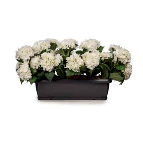 Balkon Saksısı Beyaz Ortanca Aranjman (80 CM)