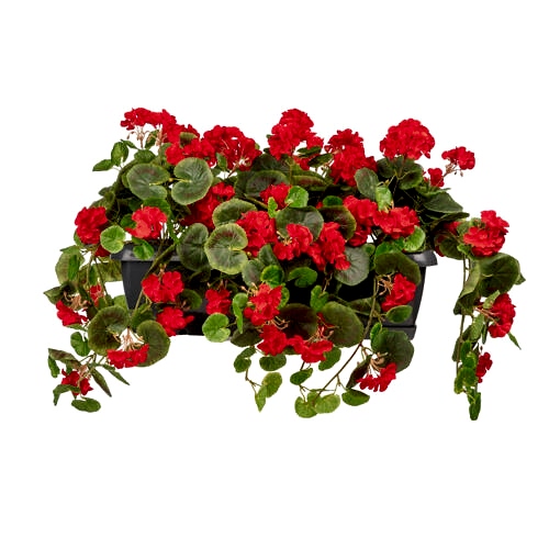 Balkon Saksısı Sarkan Sardunya Kırmızı (80 CM)