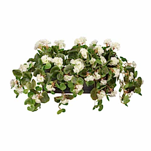 Balkon Saksısı Sarkan Sardunya Beyaz (80 CM)