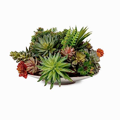 Tabakta Sukkulent Karışık Aranjman (40 CM)