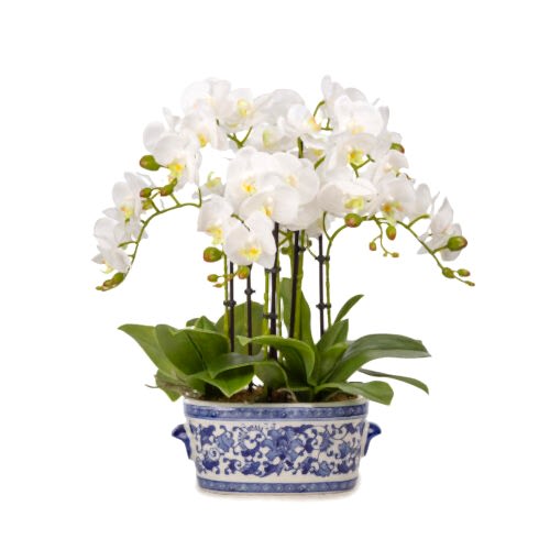 Bleu Blanc Vazo Islak Dokulu Beyaz Orkide Aranjman (65 CM)