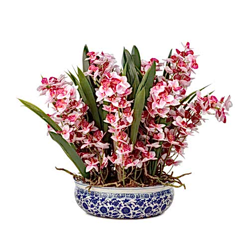Bleu Blanc Vazo Islak Dokulu Pembe Orkide Aranjman (50 CM)
