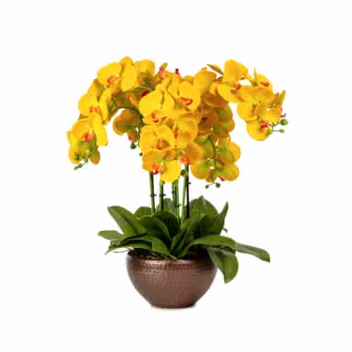 Metal Saksıda Islak Dokulu Sarı Orkide Aranjman (57 CM)