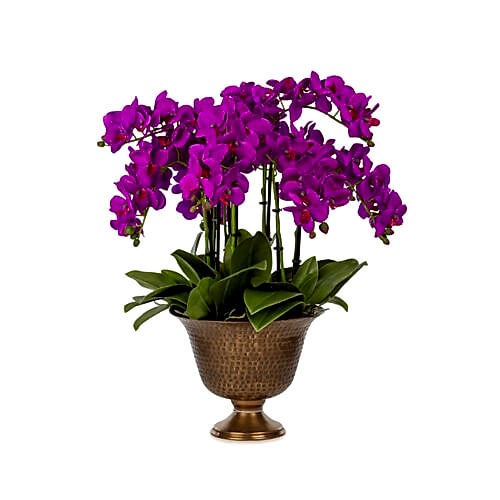 Metal Saksıda Islak Dokulu Fusya Orkide Aranjman (55 CM)