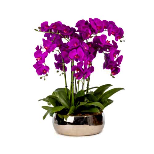 Metal Saksıda Islak Dokulu Fusya Orkide Aranjman (70 CM)