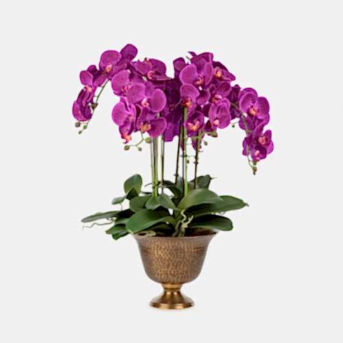 Metal Saksıda Islak Dokulu Fusya Orkide Aranjman (65 CM)