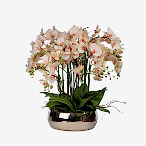 Metal Saksıda Islak Dokulu Pembe Orkide Aranjman (80 CM)