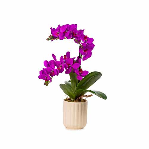 Seramik Vazo Islak Dokulu Fusya Orkide Aranjman (43 CM)