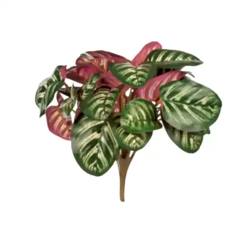 Yapay Calathea Roseopıcata Bush (28 CM)