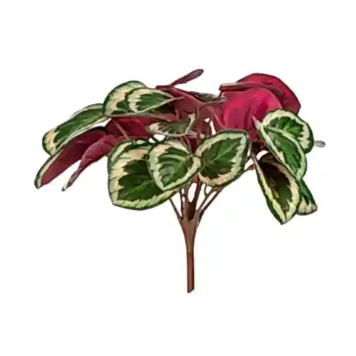 Yapay Calathea Ornata Bush (28 CM)