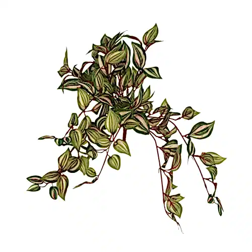 Wondering Jew Bush (60 CM)